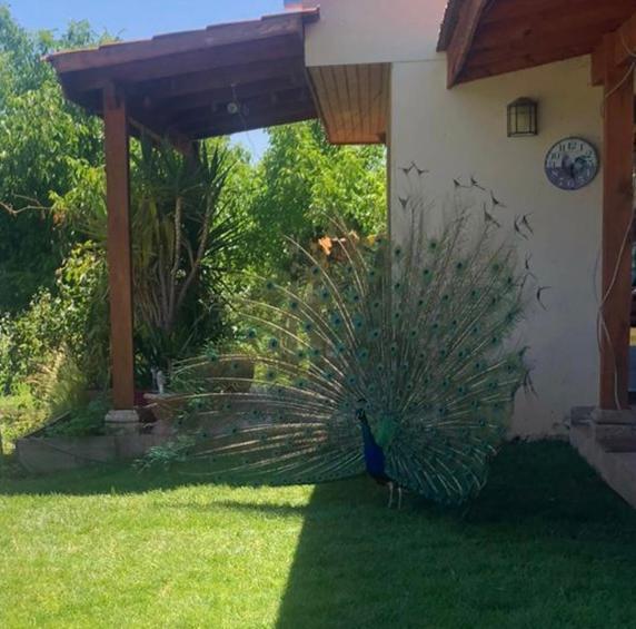 Alojamiento Los Nogales سانتا كروز المظهر الخارجي الصورة
